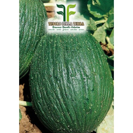 Melone Tendral Tardivo
