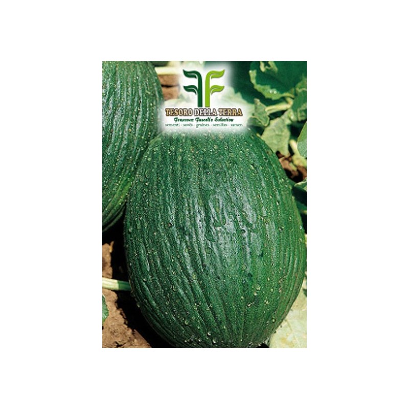 Melone Tendral Tardivo