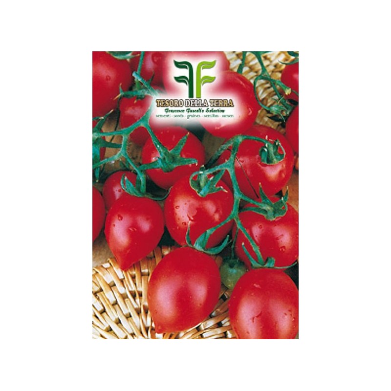 Pomodoro Fiaschetto Piccolo