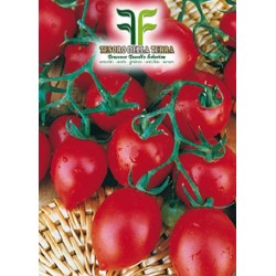 Pomodoro Fiaschetto Piccolo