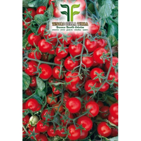 Pomodoro "Ciliegina Regina"