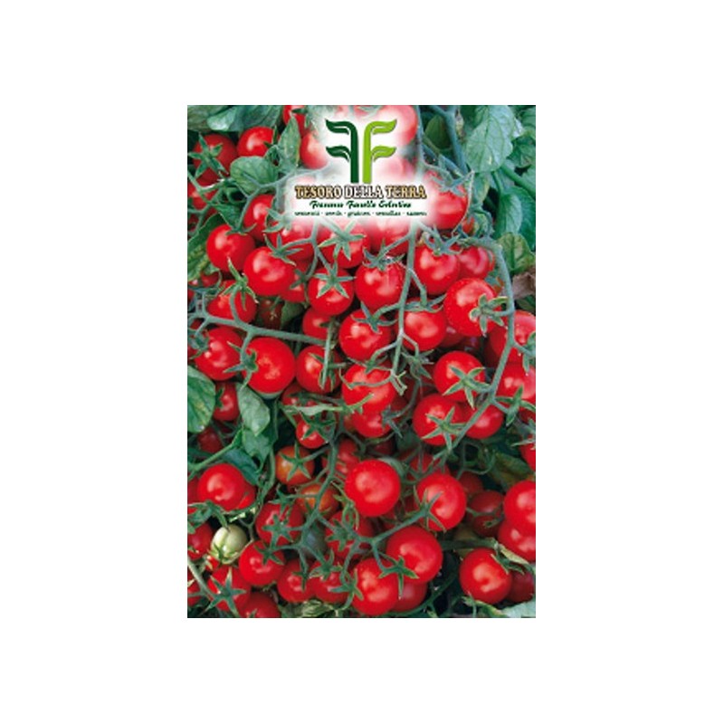 Pomodoro "Ciliegina Regina"