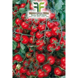 Pomodoro "Ciliegina Regina"
