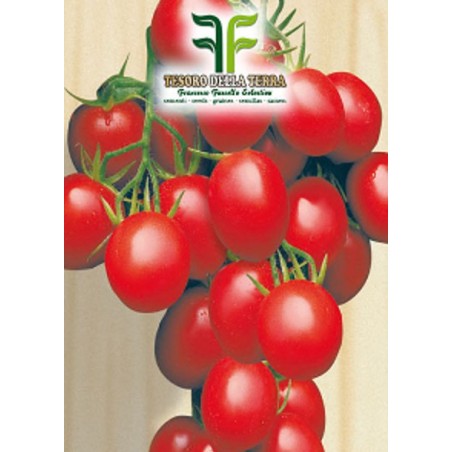 Pomodoro "a Grappoli d'Inverno sel. Galatino"