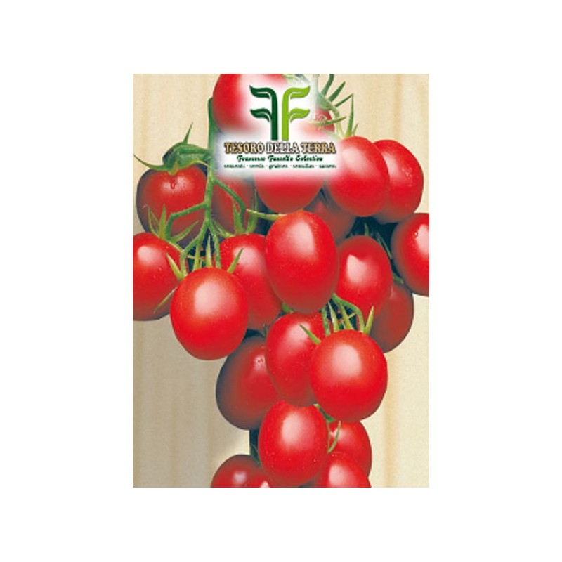 Pomodoro "a Grappoli d'Inverno sel. Galatino"
