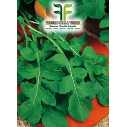 Rucola "Da Orto"