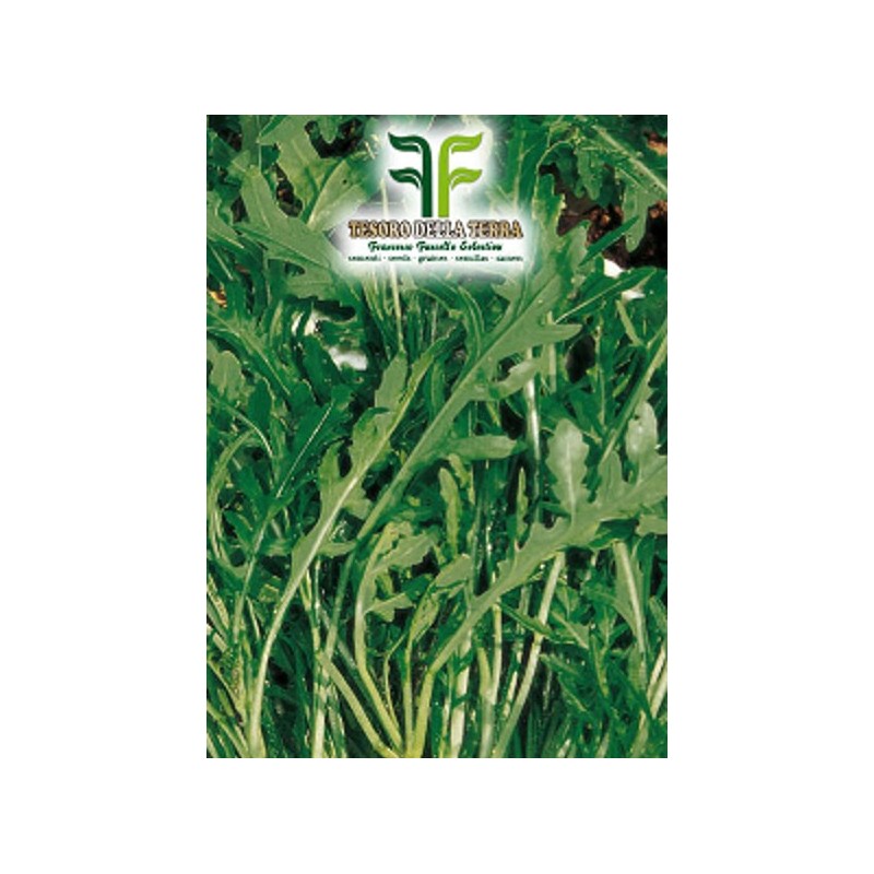 Rucola "Selvatica Frastagliata"
