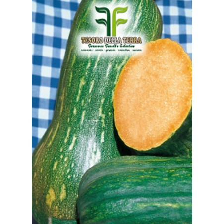Zucca Lunga di Napoli