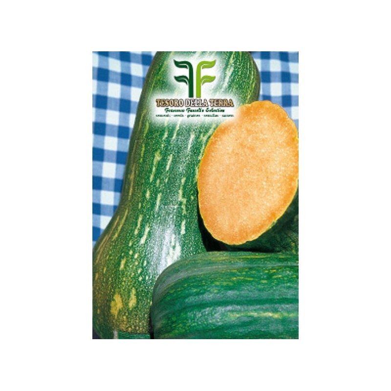 Zucca Lunga di Napoli