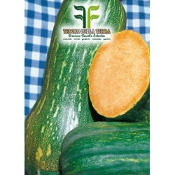 Zucca Lunga di Napoli
