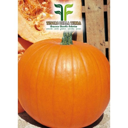 Zucca Gialla Quintale