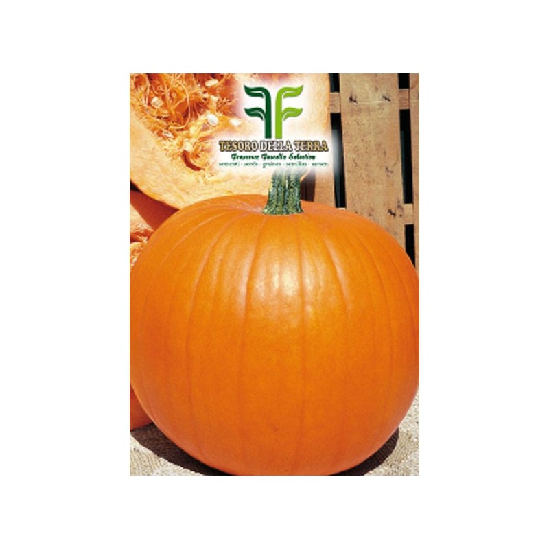 Zucca Gialla Quintale