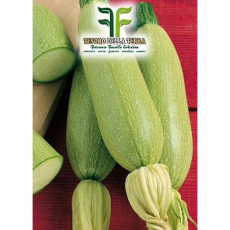 Zucchino Bianco di Trieste