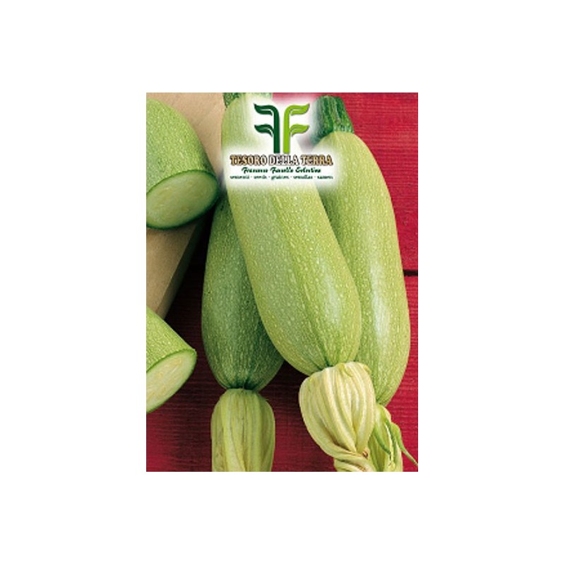Zucchino Bianco di Trieste