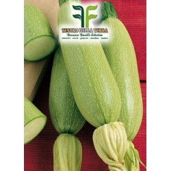 Zucchino Bianco di Trieste