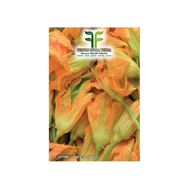 Zucchino da Fiori 