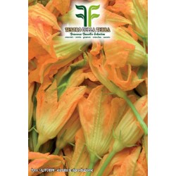 Zucchino da Fiori 