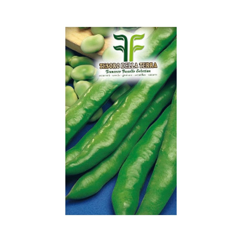 Fava Simonia Origine Marocco a Baccello Lunghissimo da 1Kg