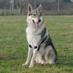 Tutore per gomito doppio Balto BT SOFT PLUS Taglia M   "NUOVA IMBOTTITURA"
