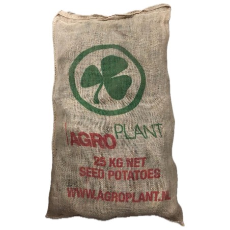 Patate da Semina Spunta Pezzatura 55/65 certificata Olandese AgroPlant Tuberi al kg Pasta Gialla 