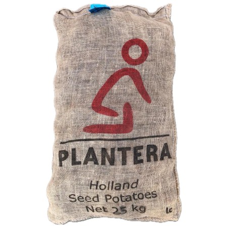 Patate da Semina Nicola Pezzatura 55/60 Certificata Olandese Plantera Tuberi kg 25 Pasta Gialla