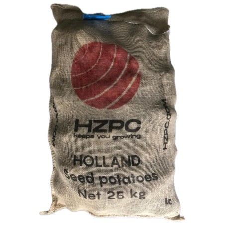 Patate da Semina Spunta Pezzatura 55/65 certificata Olandese HZPCTuberi kg 25  Pasta Gialla 