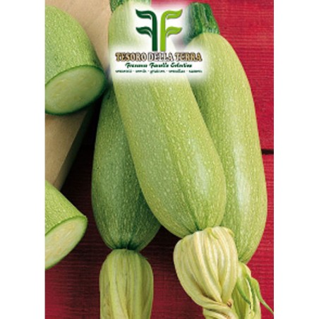 Zucchino Bianco di Trieste