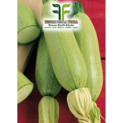 Zucchino Bianco di Trieste