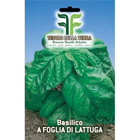 Basilico a foglia di lattuga