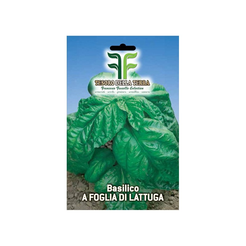 Basilico a foglia di lattuga