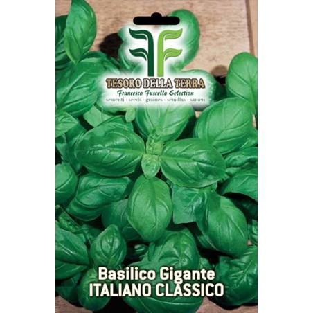 Basilico Genovese a Foglie Giganti sel. Ligure