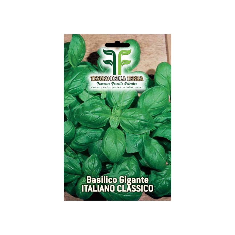 Basilico Genovese a Foglie Giganti sel. Ligure