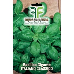 Basilico Genovese a Foglie Giganti sel. Ligure