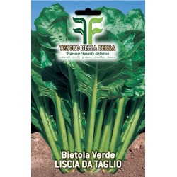 Bietola Verde Liscia da Taglio