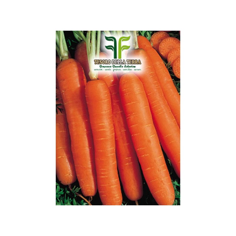 Carota Mezza Lunga Nantese sel. Dangers