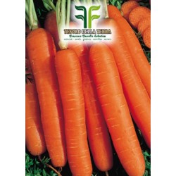 Carota Mezza Lunga Nantese sel. Dangers
