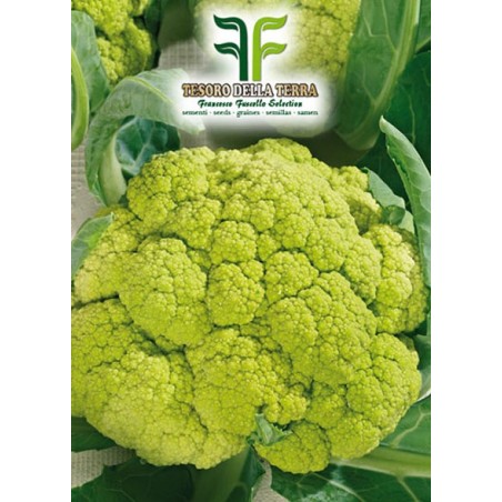 Cavolfiore Verde di Macerata Medio Precoce