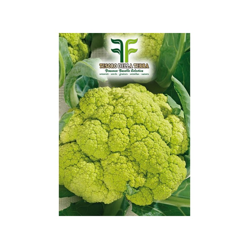 Cavolfiore Verde di Macerata Medio Precoce