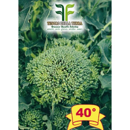Cima di Rapa o Broccoletto 40° sel. Fasano Cima Grande