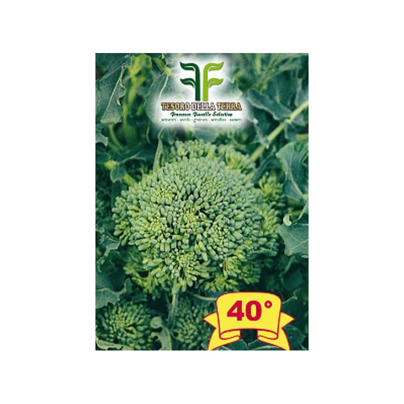Cima di Rapa o Broccoletto 40° sel. Fasano Cima Grande