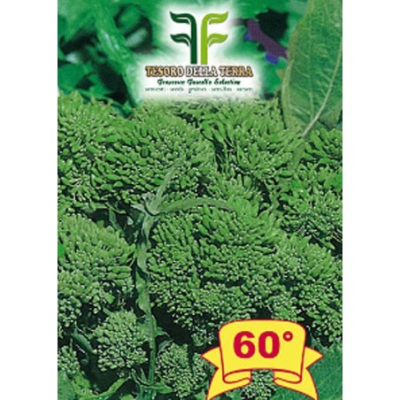 Cima di Rapa o Broccoletto 60° sel.Fasano Cima Grande