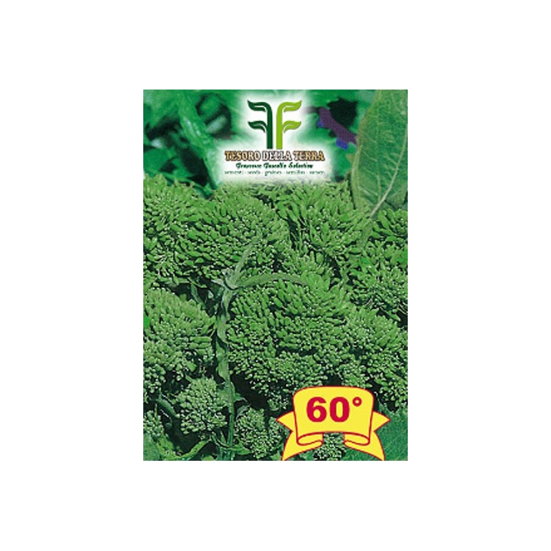 Cima di Rapa o Broccoletto 60° sel.Fasano Cima Grande