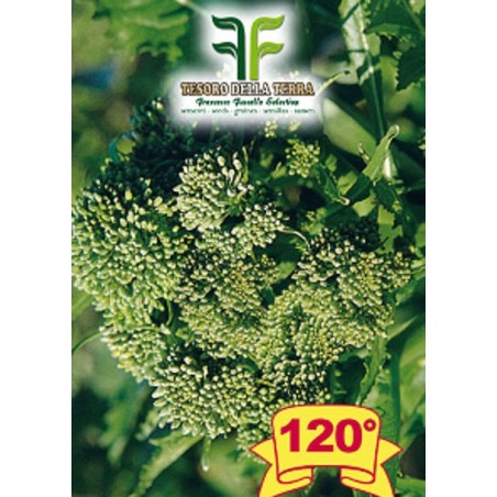 Cima di Rapa o Broccoletto 120° Marzatica sel. Murge