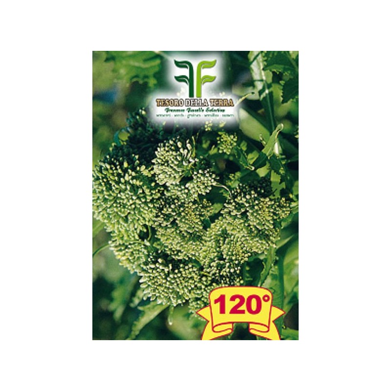Cima di Rapa o Broccoletto 120° Marzatica sel. Murge