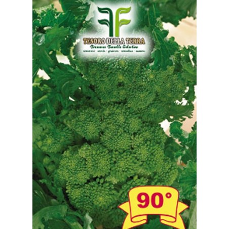 Cima di Rapa o Broccoletto 90° di Fasano Cima Grande