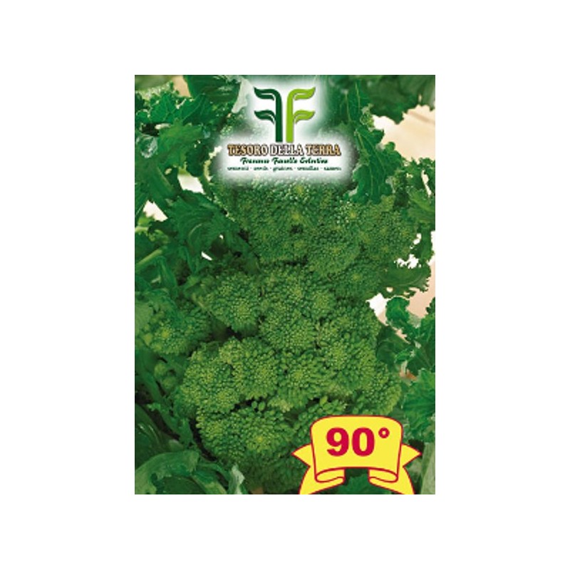 Cima di Rapa o Broccoletto 90° di Fasano Cima Grande