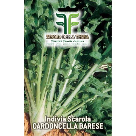 Invidia Scarola Cardoncella Barese