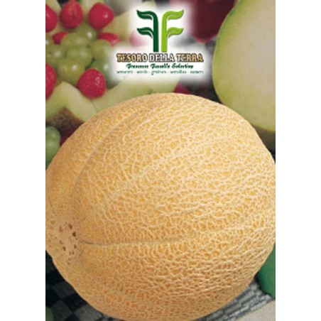 Melone Galia