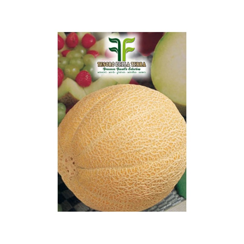 Melone Galia
