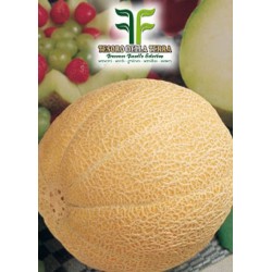 Melone Galia